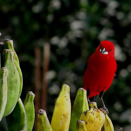 Pousada Marimba Trindade Exteriér fotografie