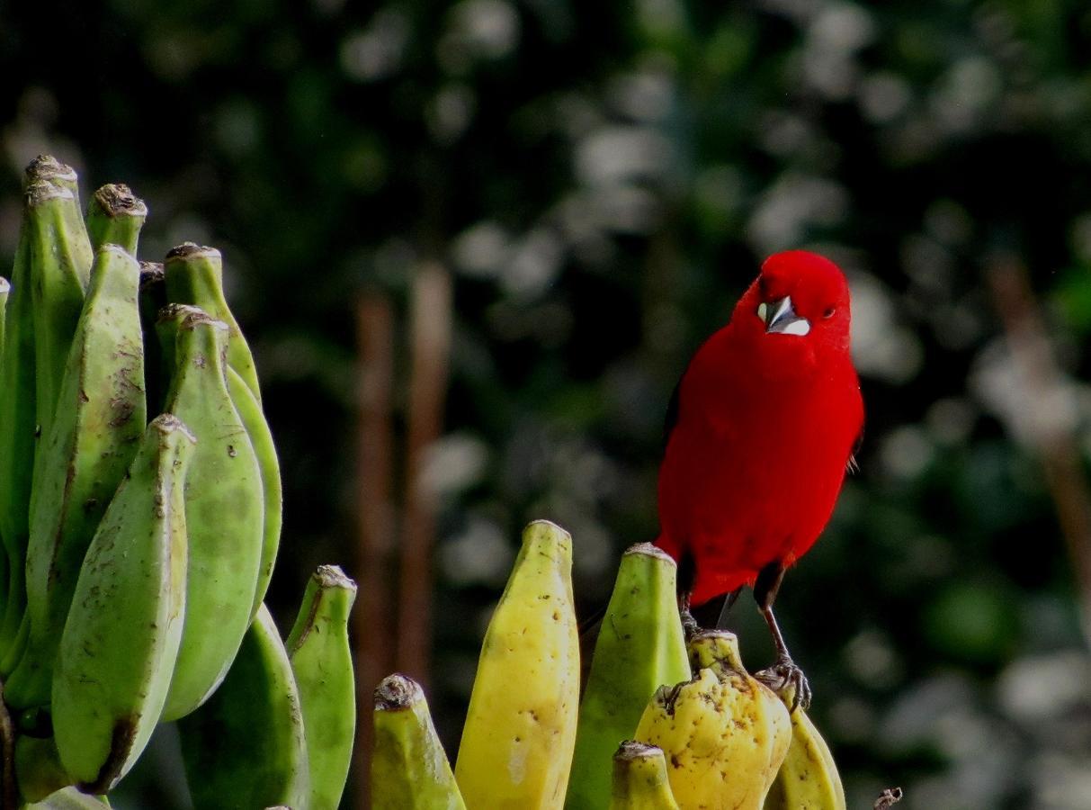 Pousada Marimba Trindade Exteriér fotografie